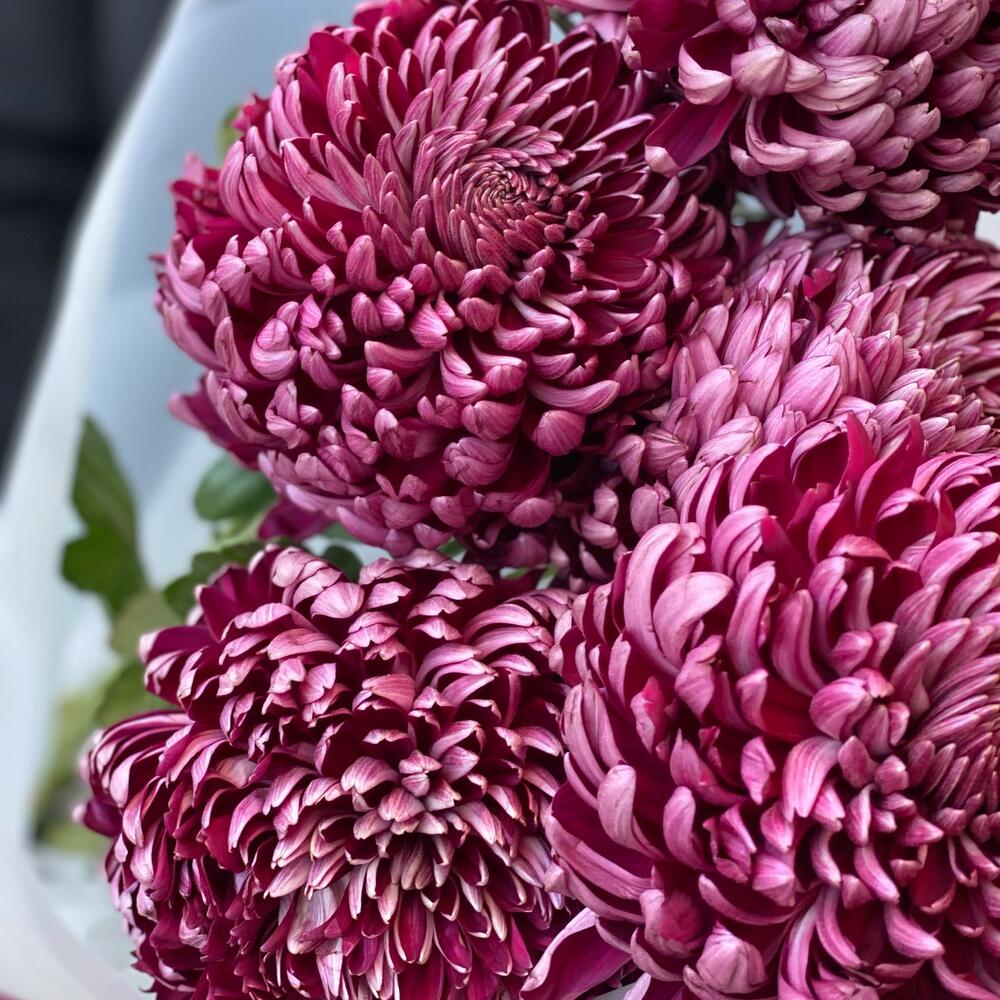Букет из 5 хризантем «Бигуди» – игривые кудри цвет фуксии Богородск Нижегородская область